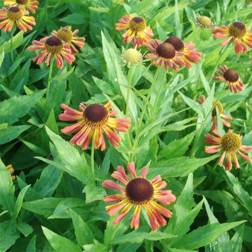 Helenium Tie Dye (Flowering)