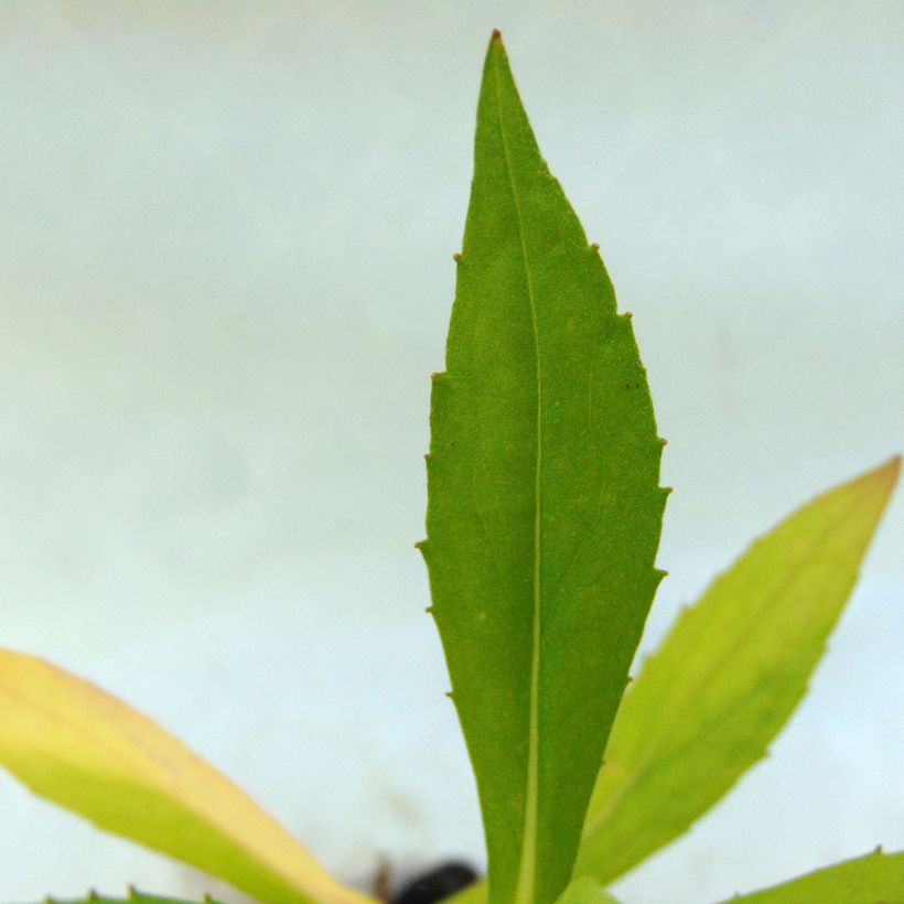 Helenium Tijuana Brass (Foliage)