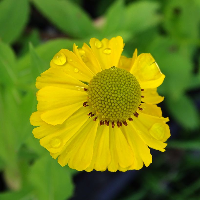 Helenium Tijuana Brass (Flowering)