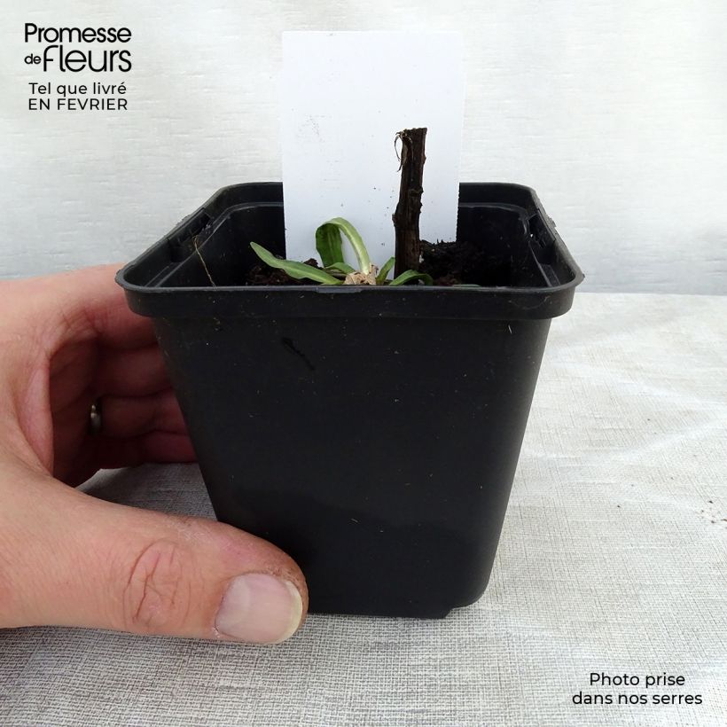 Helenium Tijuana Brass 8/9 cm pot sample as delivered in winter