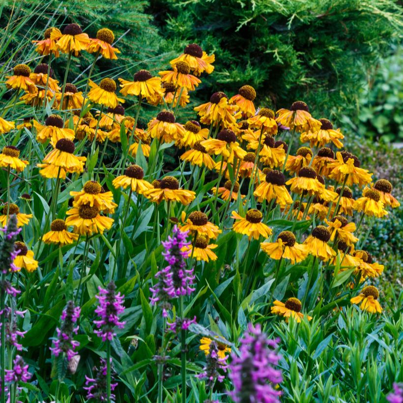 Helenium Wyndley (Flowering)