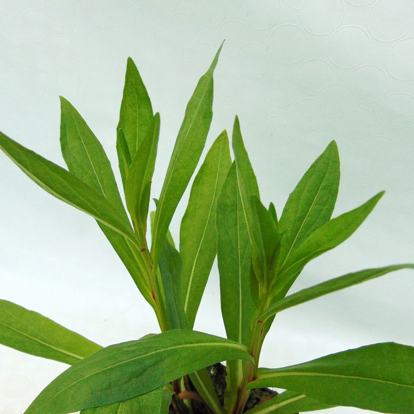 Helenium Wyndley (Foliage)