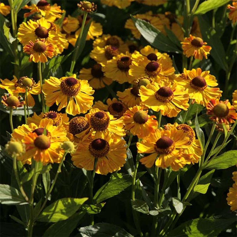 Helenium Zimbelstern (Flowering)