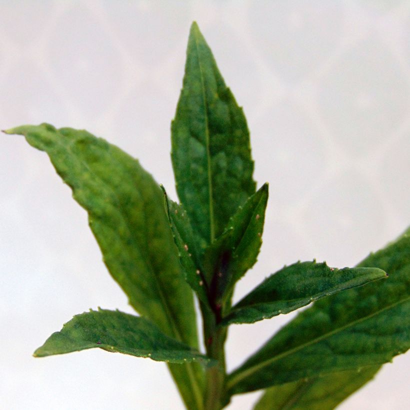 Helenium Zimbelstern (Foliage)