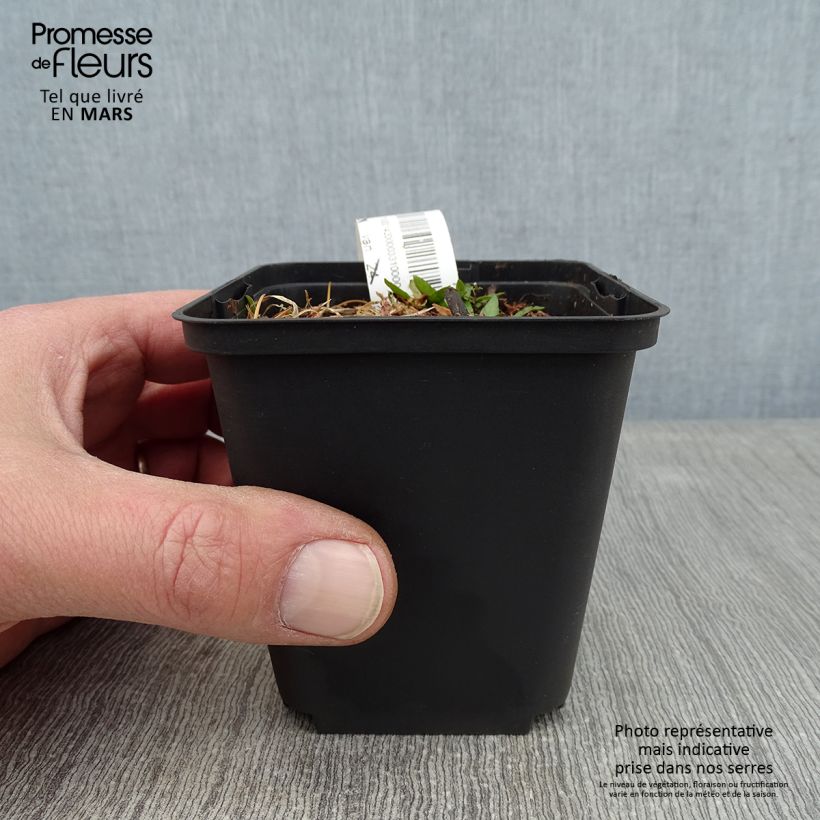 Helenium Zimbelstern 8/9 cm pot sample as delivered in winter