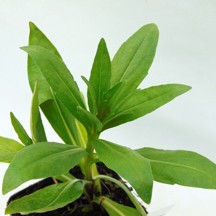 Helenium Pumilum Magnificum (Foliage)