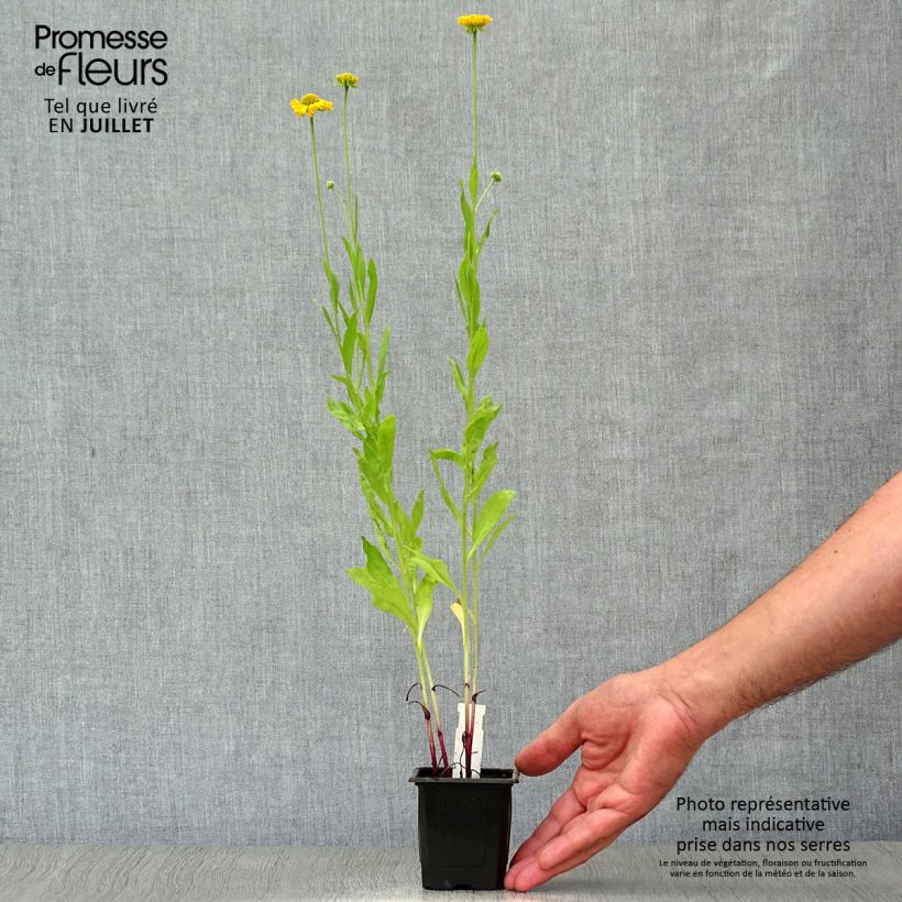 Helenium Pumilum Magnificum 8/9 cm pot sample as delivered in summer