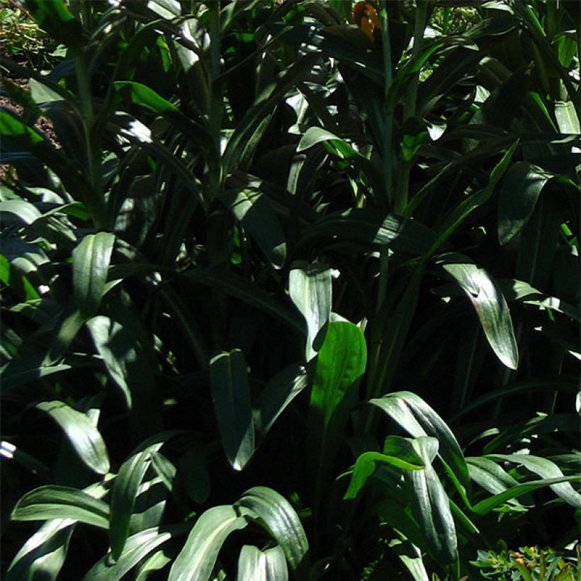 Helenium hoopesii - Sneezeweed (Foliage)