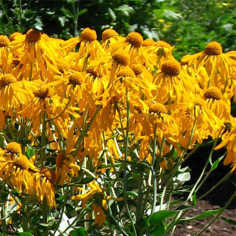 Helenium hoopesii - Sneezeweed (Flowering)