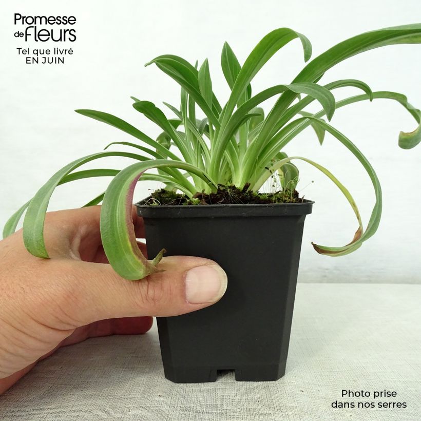 Helenium hoopesii - Sneezeweed 8/9 cm pot sample as delivered in summer