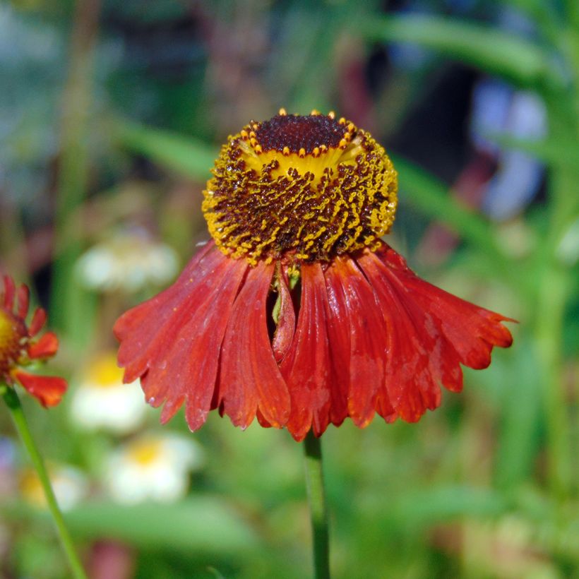 Helenium Moerheim Beauty (Flowering)