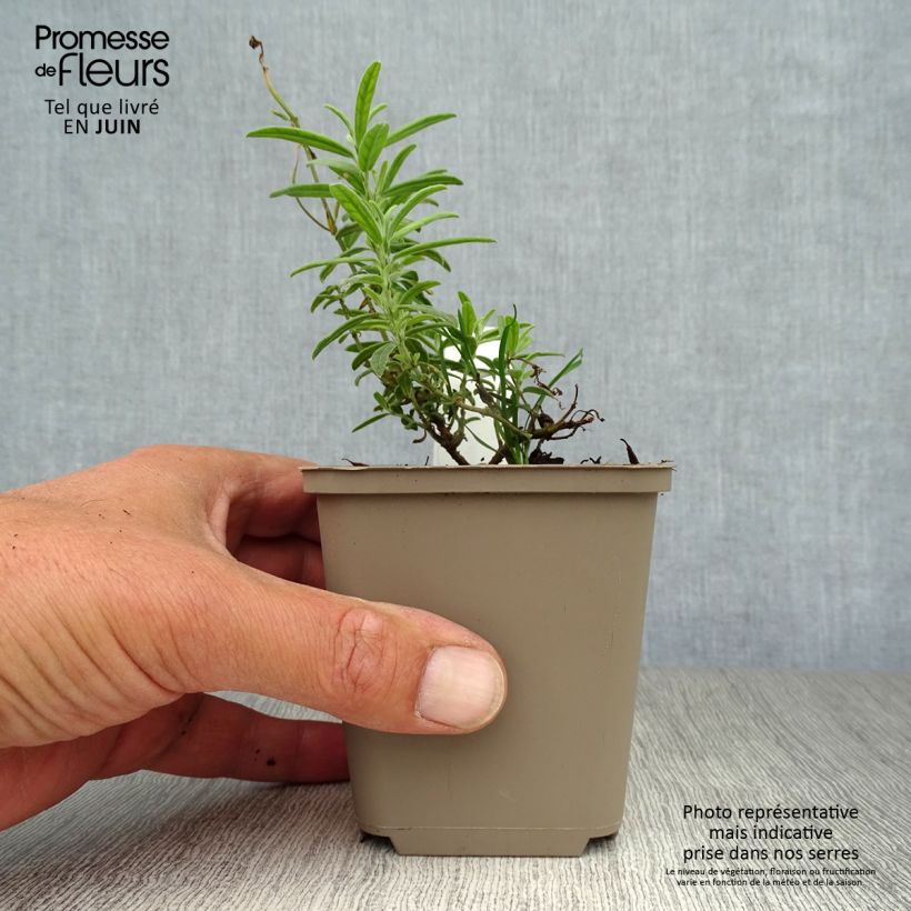 Helianthemum Raspberry Ripple - Rock Rose 8/9 cm pot sample as delivered in summer