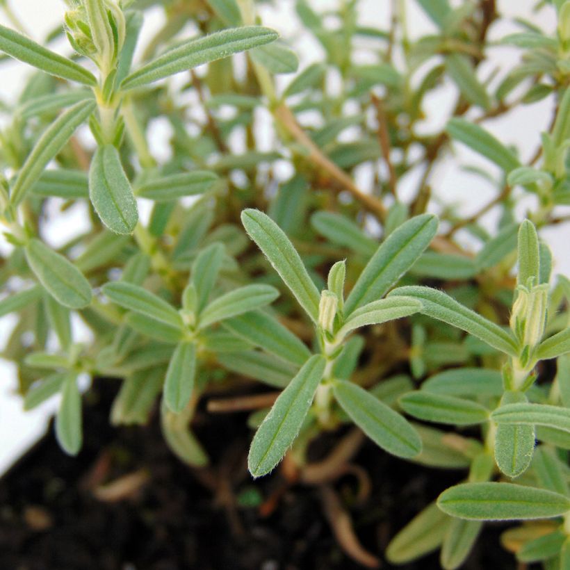 Helianthemum Wisley Primrose - Rock Rose (Foliage)