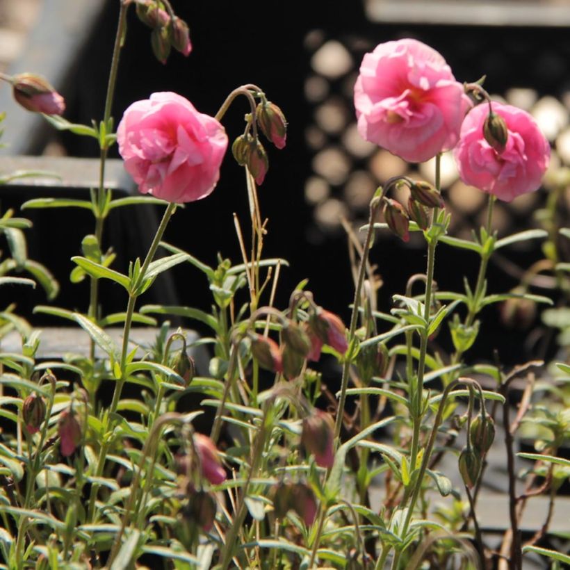 Helianthemum Annabel - Rock Rose (Foliage)