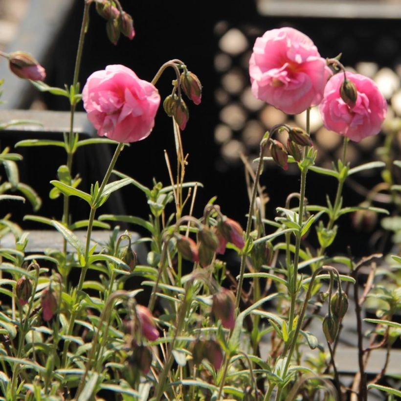 Helianthemum Annabel - Rock Rose (Flowering)