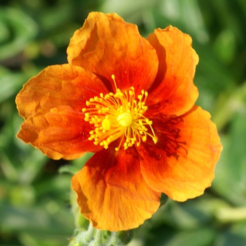 Helianthemum Ben Alder - Rock Rose (Flowering)