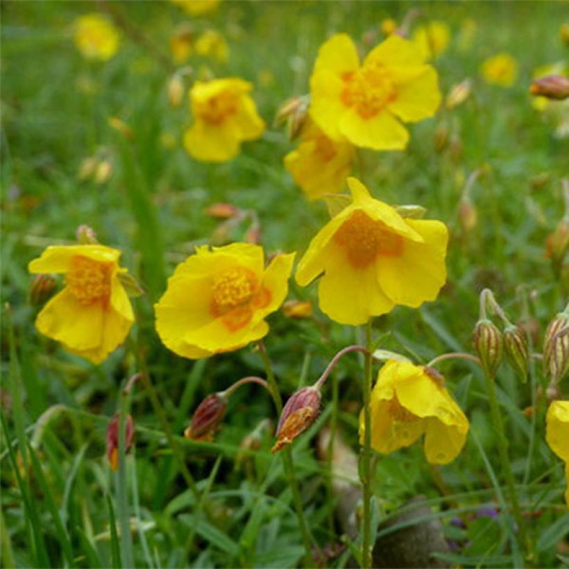 Helianthemum Ben Fhada - Rock Rose (Flowering)