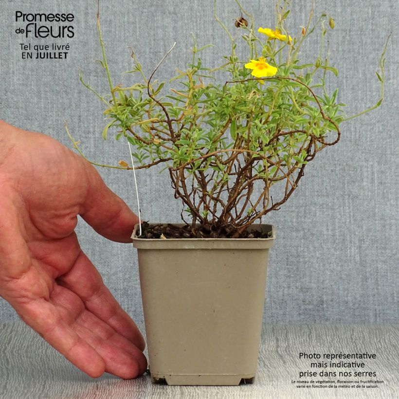 Helianthemum Ben Fhada - Rock Rose 7/8 cm pot sample as delivered in summer