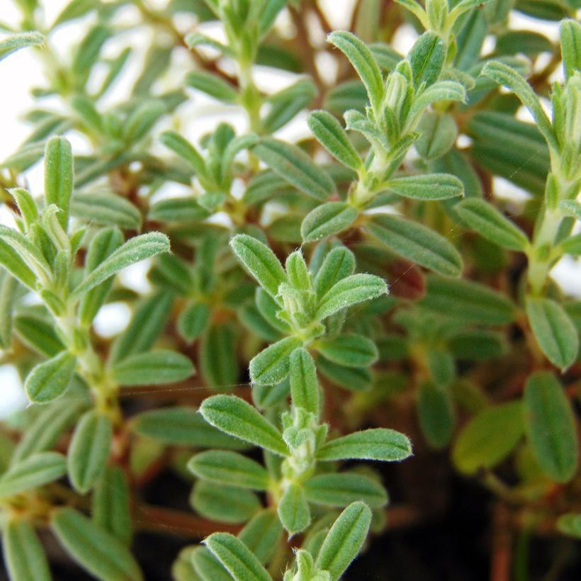 Helianthemum Ben Hope - Rock Rose (Foliage)