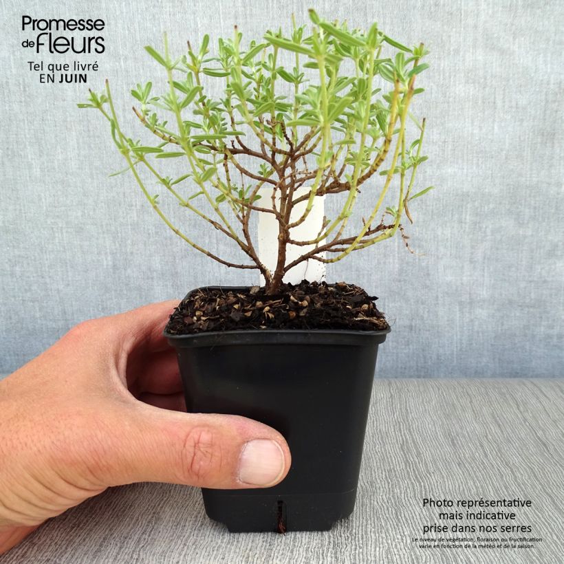 Helianthemum Ben Hope - Rock Rose 8/9 cm pot sample as delivered in summer