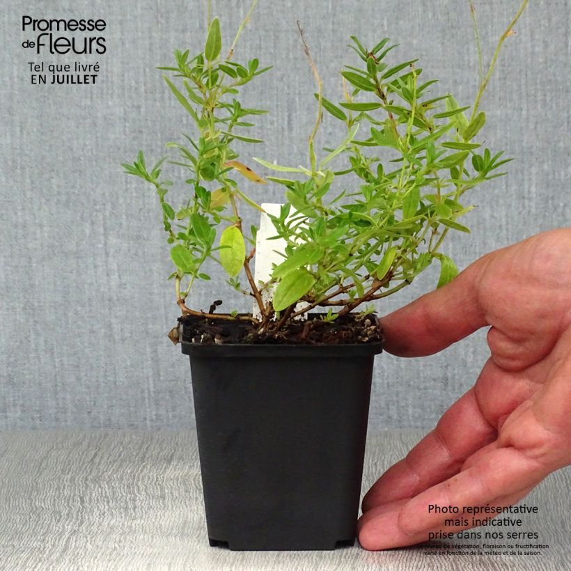 Helianthemum Bronzeteppich - Rock Rose 8/9 cm pot sample as delivered in summer