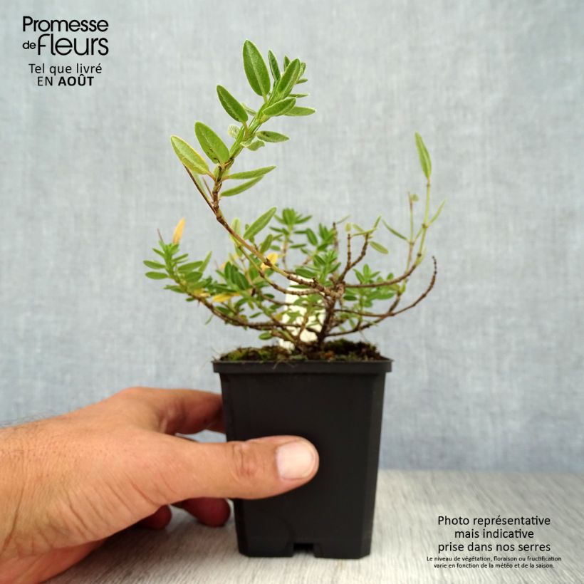 Helianthemum Elfenbeinglanz - Rock Rose 8/9 cm pot sample as delivered in summer