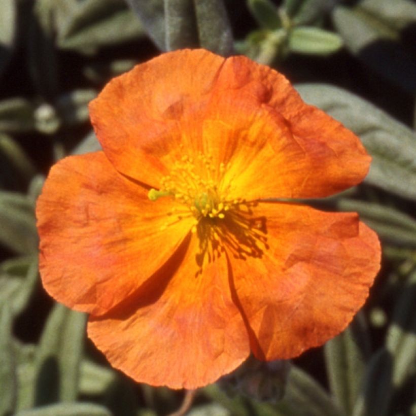 Helianthemum Fire Dragon - Rock Rose (Flowering)