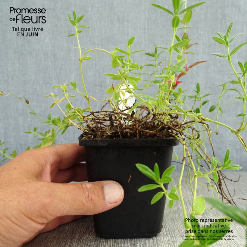 Helianthemum Hartswood Ruby - Rock Rose 8/9 cm pot sample as delivered in summer