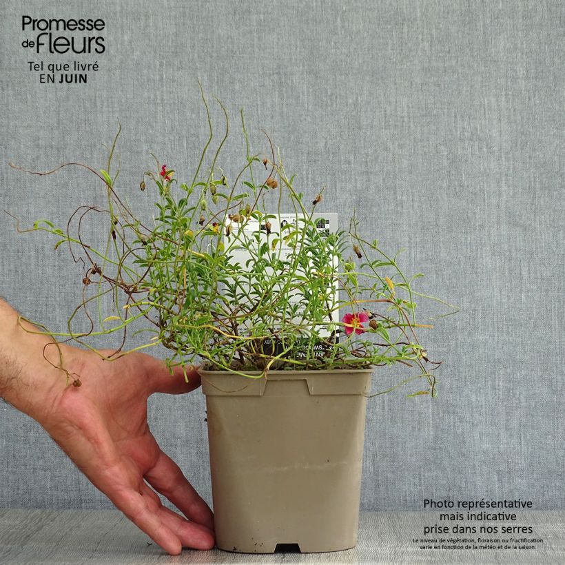 Helianthemum Hartswood Ruby - Rock Rose 2L/3L pot sample as delivered in summer