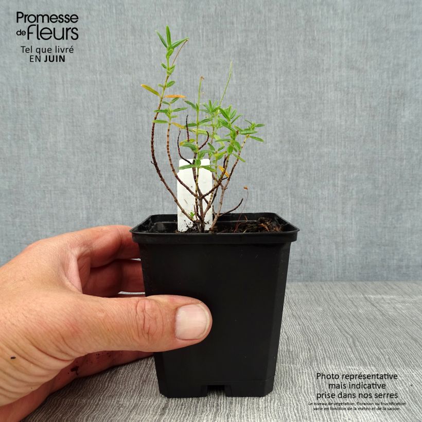 Helianthemum Lawrensons Pink - Rock Rose 8/9 cm pot sample as delivered in summer