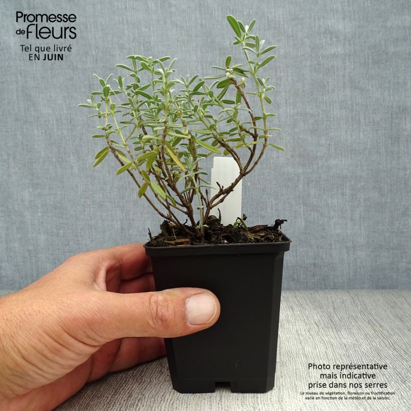 Helianthemum Rhodanthe Carneum - Rock Rose 8/9 cm pot sample as delivered in summer