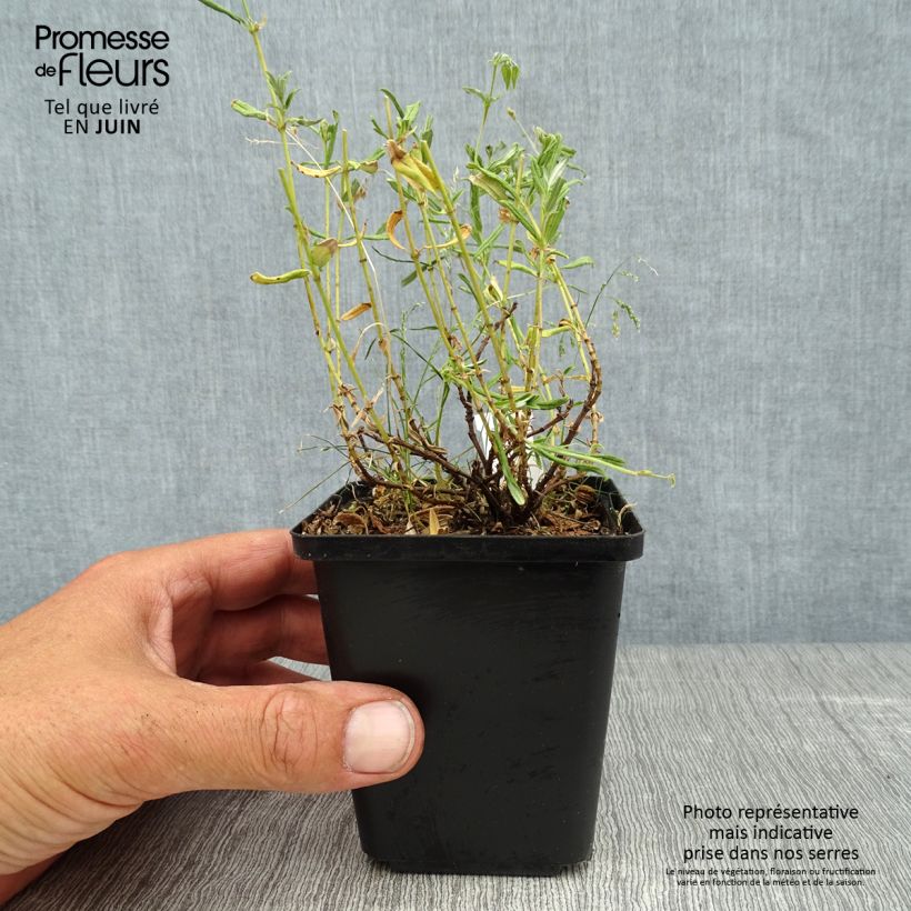 Helianthemum Sulphureum Plenum - Rock Rose 8/9 cm pot sample as delivered in summer