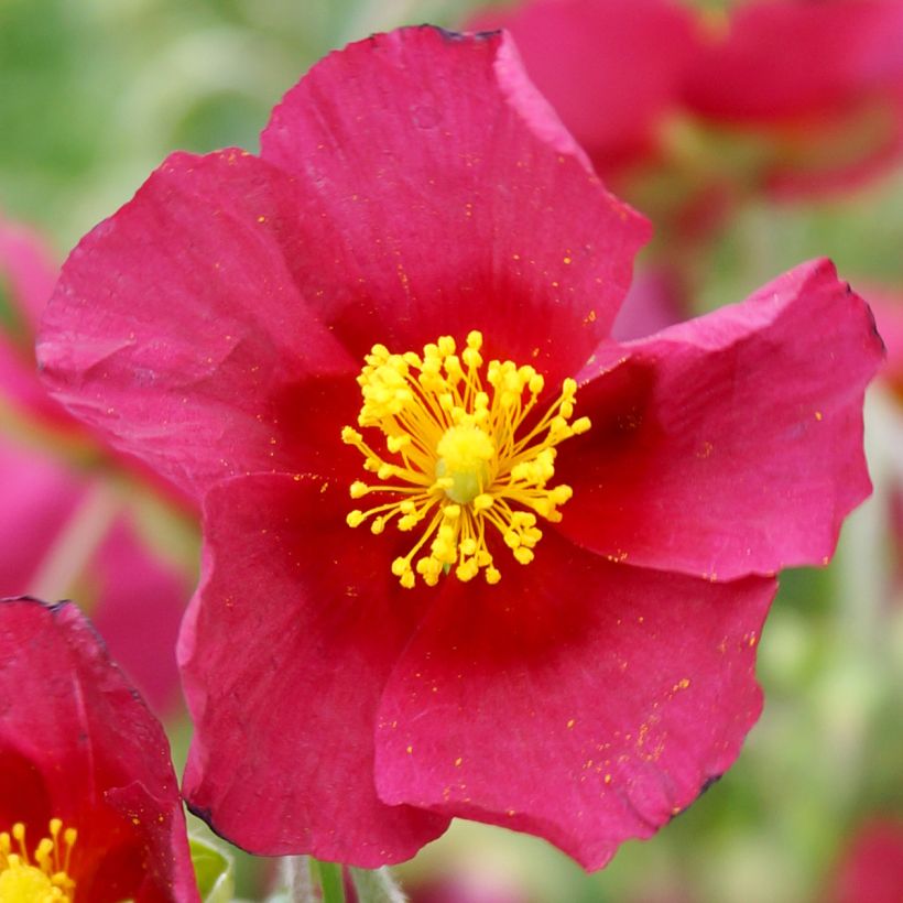 Helianthemum Supreme - Rock Rose (Flowering)