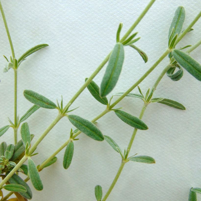 Helianthemum The Bride - Rock Rose (Foliage)