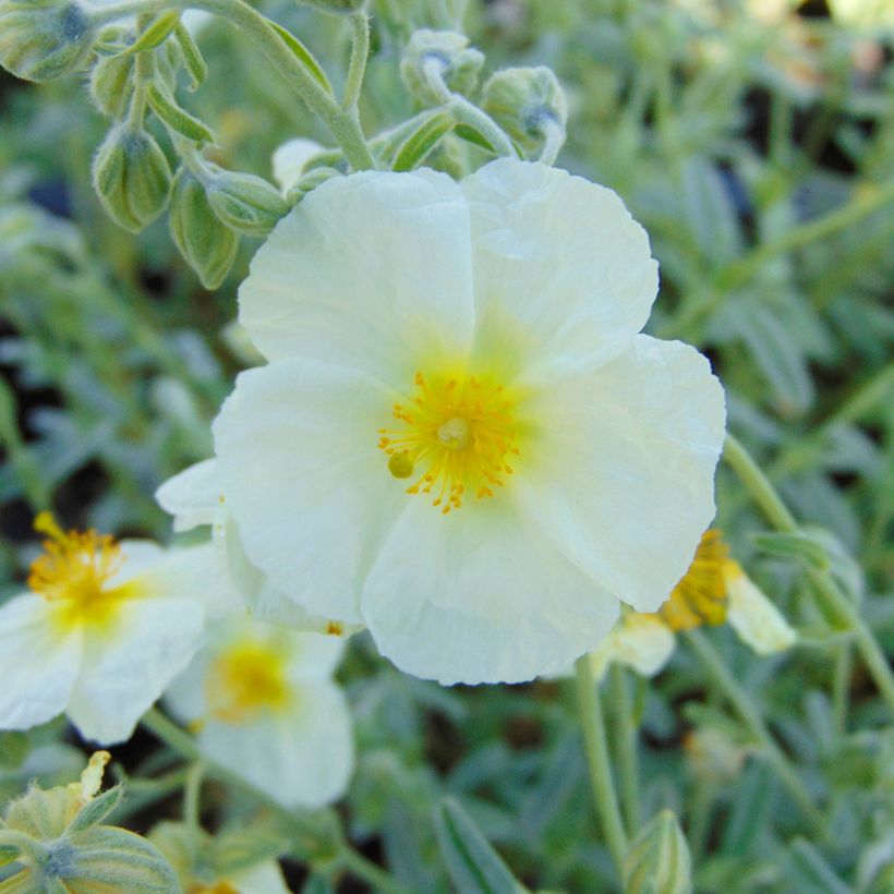 Helianthemum The Bride - Rock Rose (Flowering)