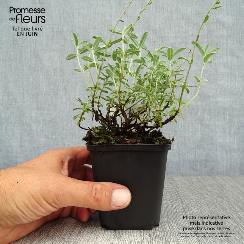 Helianthemum The Bride - Rock Rose 8/9 cm pot sample as delivered in summer