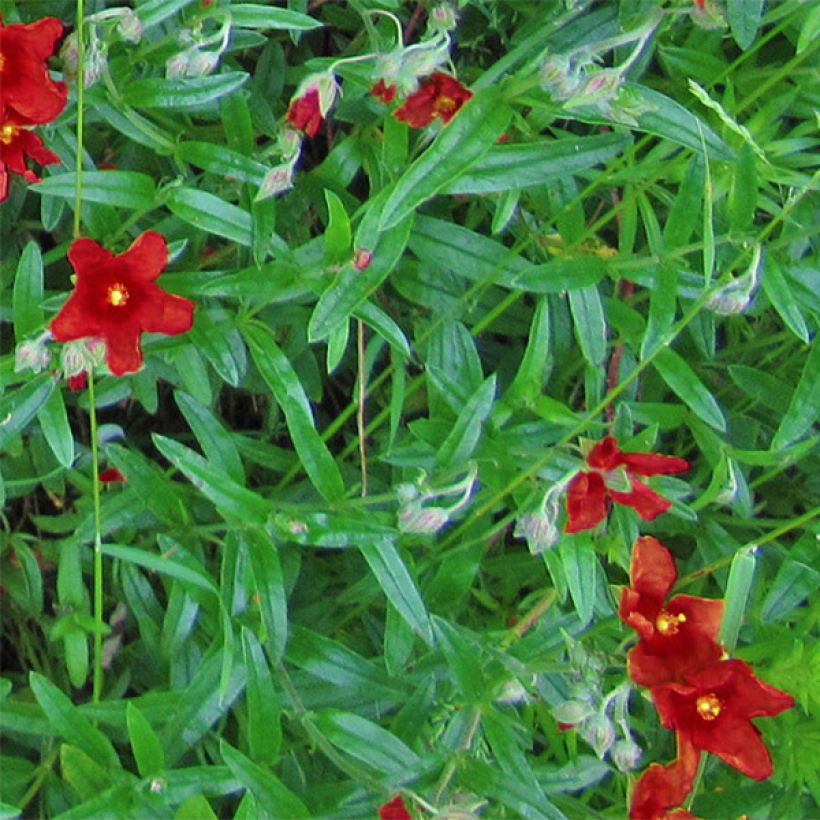 Helianthemum Tomato Red - Rock Rose (Foliage)