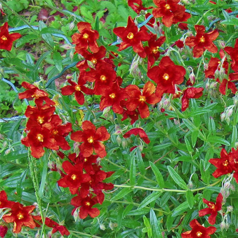 Helianthemum Tomato Red - Rock Rose (Flowering)