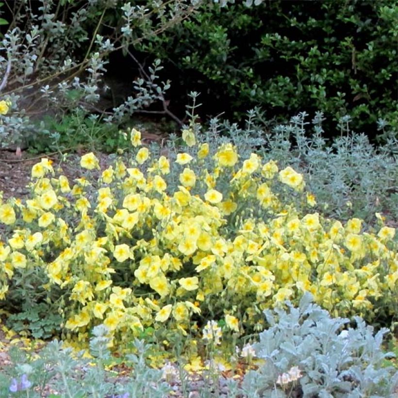 Helianthemum Wisley Primrose - Rock Rose (Flowering)