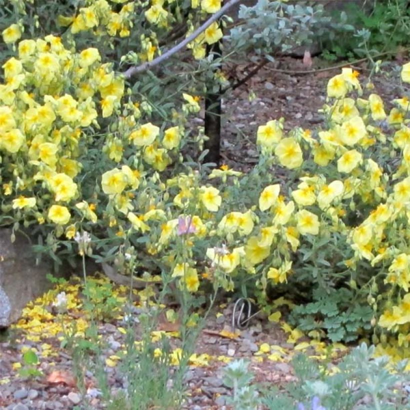 Helianthemum Wisley Primrose - Rock Rose (Plant habit)