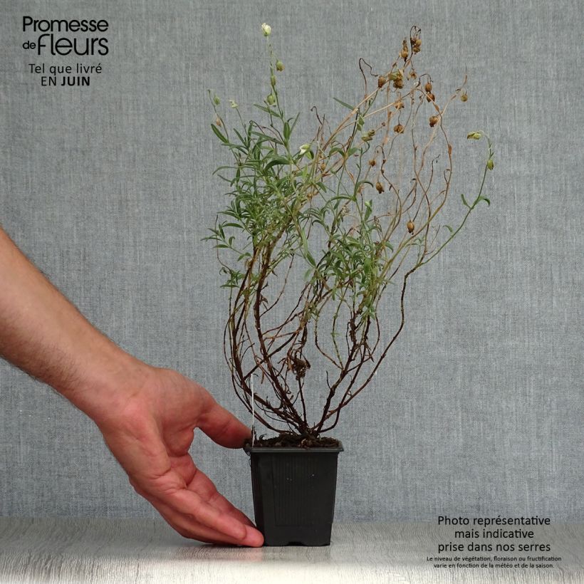 Helianthemum apenninum - Rock Rose 8/9 cm pot sample as delivered in summer