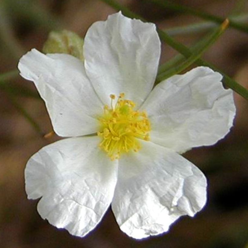 Helianthemum apenninum - Rock Rose (Flowering)