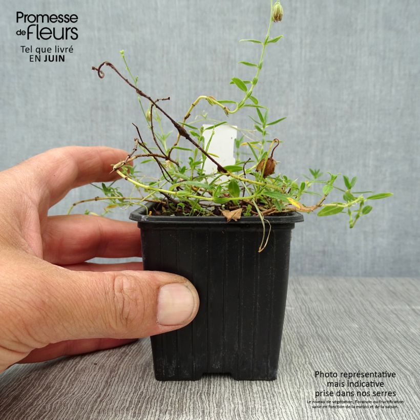 Helianthemum nummularium - Rock Rose 8/9 cm pot sample as delivered in summer
