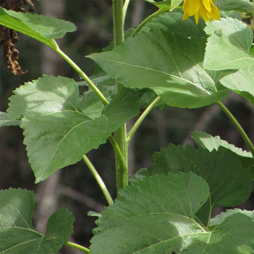 Sunflower Valentine Seeds - Helianthus annuus (Foliage)