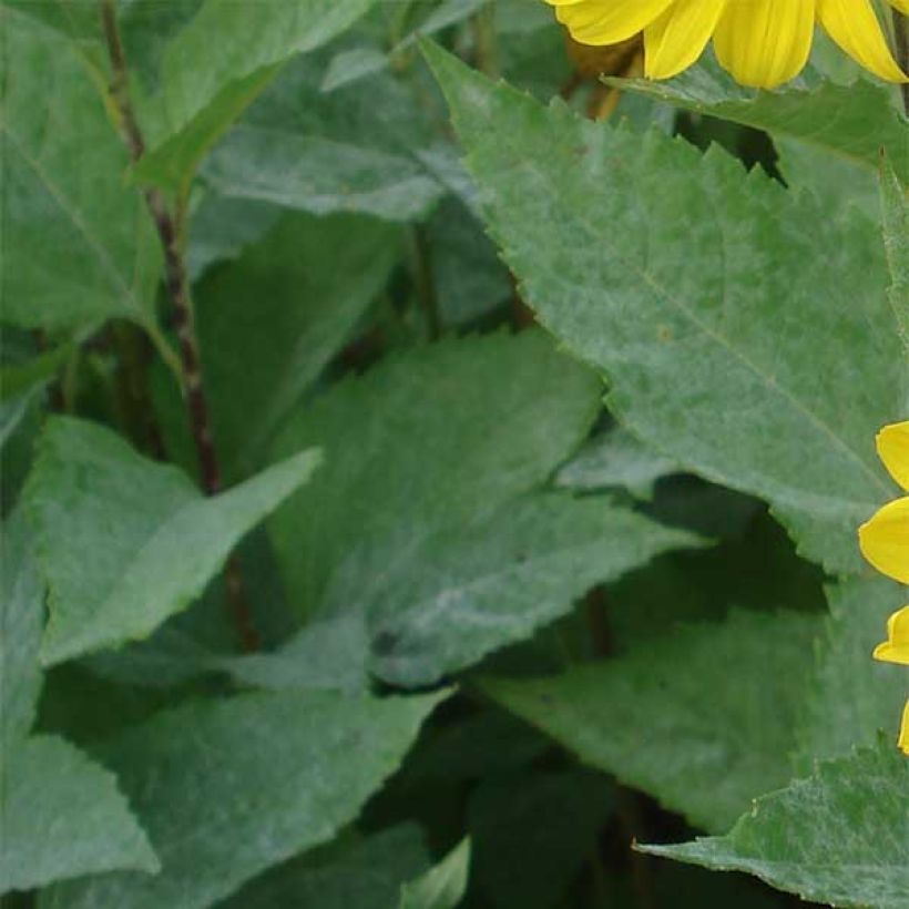 Helianthus decapetalus Capenoch Star (Foliage)