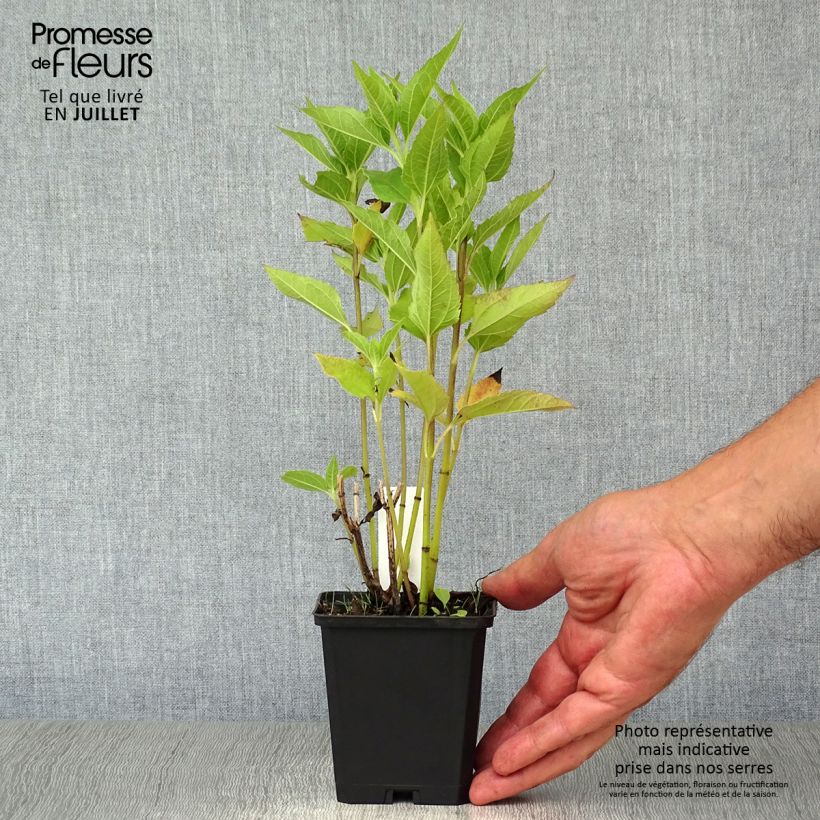 Helianthus decapetalus Capenoch Star 8/9 cm pot sample as delivered in summer