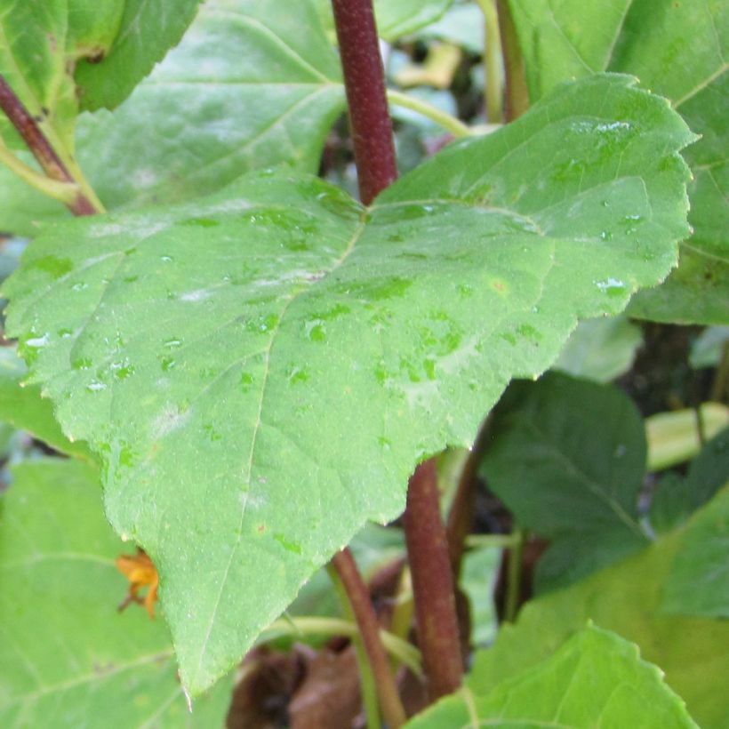 Helianthus decapetalus Flore Plenus (Foliage)