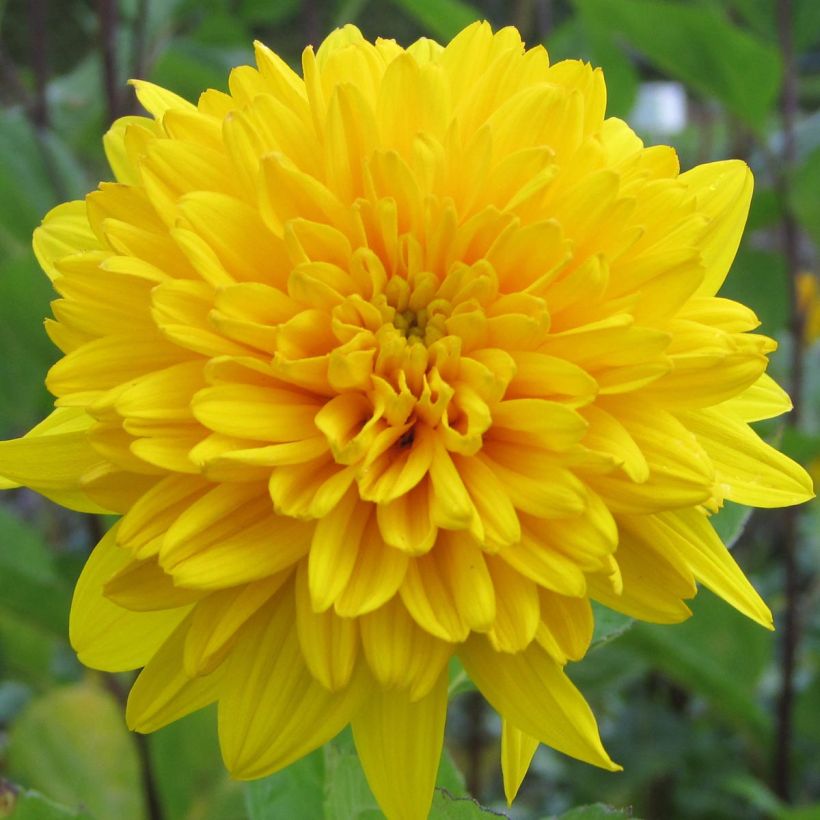 Helianthus decapetalus Flore Plenus (Flowering)