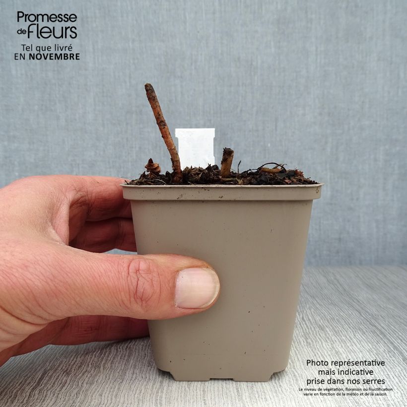 Helianthus decapetalus Flore Plenus 8/9 cm pot sample as delivered in autumn