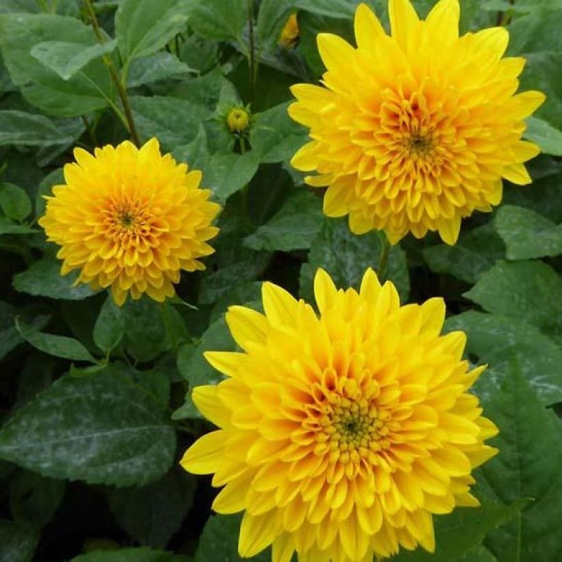 Helianthus decapetalus Soleil dOr (Flowering)